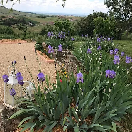 L'esprit Des Vignes